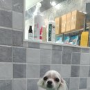 꼬리벼리 이미지