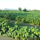 초지강화공인중개사사무소 이미지