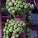 김내용농장 이미지