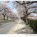정읍 벚꽃 축제 이미지