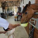 프리미어아레나승마클럽 이미지