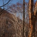 공사 앞둔 가리왕산, 600살 주목의 '마지막 겨울' 이미지