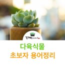 다육식물 용어 정리(초보자분 전용) 이미지