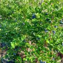 오차드 123 이미지