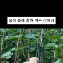 오이 훔쳐먹는 강아지(클릭 하고 싶을껄요?..) 이미지