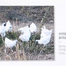 올래농장 이미지