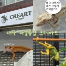 크레아트 | [대구 파충류샵] 8년차 전문브리더 운영 크레아트 방문기 / 도마뱀 입문부터 A-Z까지 해결