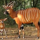 샤올라(Saola)