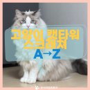 홍운테라피 | 츄가 이용한 고양이 캣타워·스크래쳐 시리즈, 초보집사 필수 가이드 A to Z