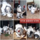 관상닭 브라마 5종 종란 분양합니다 이미지