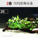 하이그로 이미지