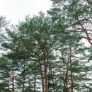 영월 사자산 적멸보궁 법흥사 이미지