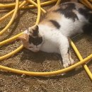 우정진도개 이미지