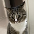 로얄플라잉 이미지