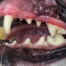 포곡동물병원 이미지