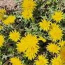 민들레홀씨 이미지