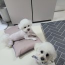 멍멍애견미용 이미지