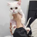 생활- 고양이 무마취 미용- 먼치킨 미미 미용 후기: (송파고양이미용,성남고양이미용,분당고양이미용...