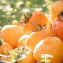 성준농장 이미지