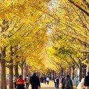 곡교천 은행나무길 이미지