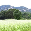 메밀꽃피면 이미지