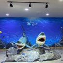 ㈜디와이에스 대양제2충전소 | 비오는날 실내 제주도 가볼만한곳 아쿠아플라넷 제주
