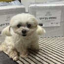해피멍 | 쿠팡애견배변패드추천 해피멍 강아지 냄새 잡는 배변패드 내돈내산 후기