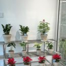 창조꽃집 이미지