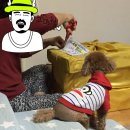성꼬미 이미지