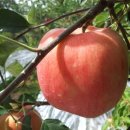 옥골농장 이미지