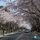 팔공산 벚꽃축제 (추억의 음악과 함께) 이미지