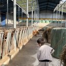 천지한우농장 이미지