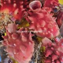 소영횟집 이미지