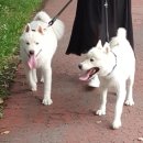 우아하개 이미지