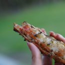 캠프 해놀 이미지