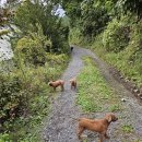 낭만기타 이미지