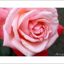 노송농원 이미지