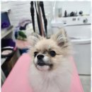 오늘도,예쁘개 이미지