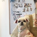 까꼬노라 이미지