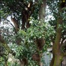 광령귤나무 이미지