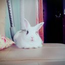 울만두