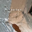 이* Daum카페