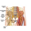 Re: facet joint pain 허리통증의 주범 논문 탐구 이미지