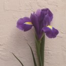 이리스(IRIS) 이미지