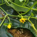 동팔이네 이미지