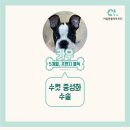 카우만 동물병원 이미지