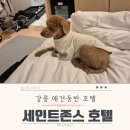 [250101] 강릉애견동반여행 l 세인트존스 호텔 펫룸 투숙 후기