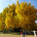 은행1리 이미지