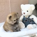 분당강아지분양 프렌즈독 | 영등포강아지분양 결정 이제 망설이지 마세요 인생 친구 만난 후기
