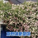 (주)파란미디어